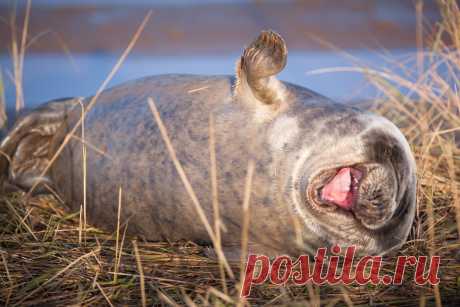 Comedy Wildlife Photo Awards 2019: животные, которые станут мемами — Российское фото