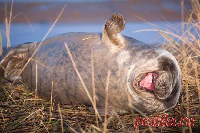 Comedy Wildlife Photo Awards 2019: животные, которые станут мемами — Российское фото