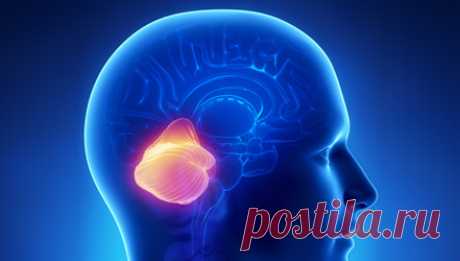 Питание для мозжечка