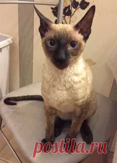 Услуги - Вязка/Корниш-рекс в Санкт-Петербурге предложение и поиск услуг на Avito — Объявления на сайте Avito