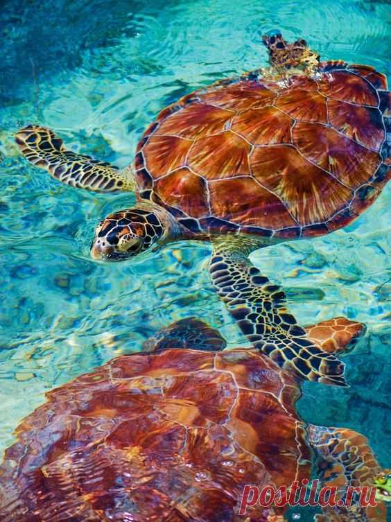 Pinterest