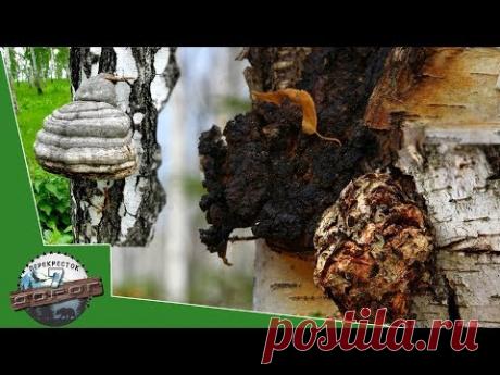 Как определить чага, не чага? Чага березовая и ее двойники - чайный гриб, трутовик. Только факты.