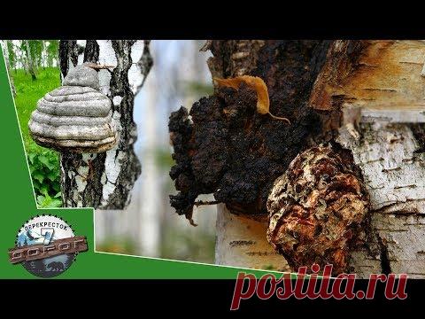 Как определить чага, не чага?  Чага березовая и ее двойники - чайный гриб, трутовик.  Только факты.