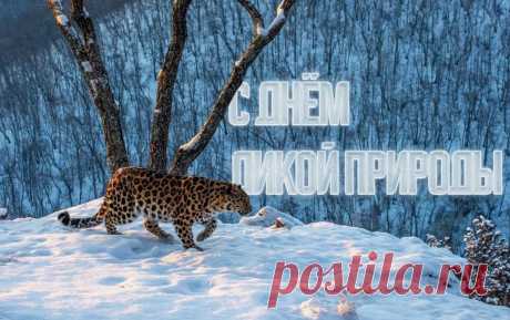 День дикой природы — особая дата,
Ведь многое нужно природе сказать:
Спасибо, родная, за свежесть прохлады,
Спасибо за неба просторную гладь.