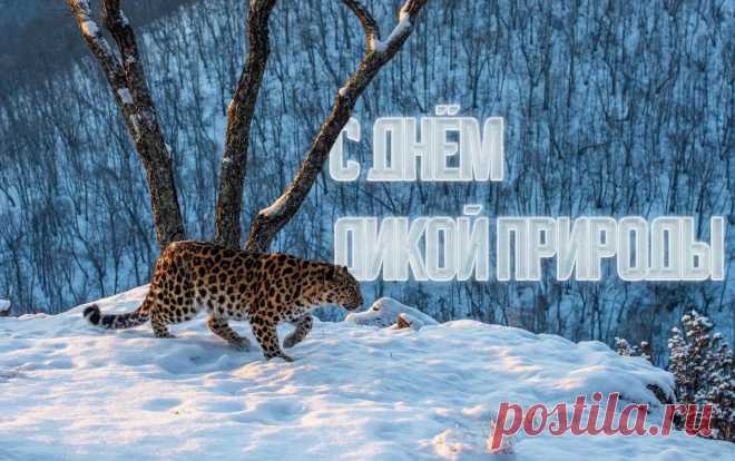 День дикой природы — особая дата,
Ведь многое нужно природе сказать:
Спасибо, родная, за свежесть прохлады,
Спасибо за неба просторную гладь.