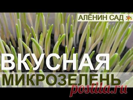ВКУСНАЯ МИКРОЗЕЛЕНЬ!