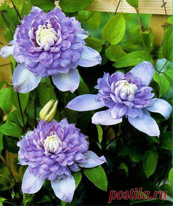 КРАСИВАЯ ЛИАНА - КЛЕМАТИС....