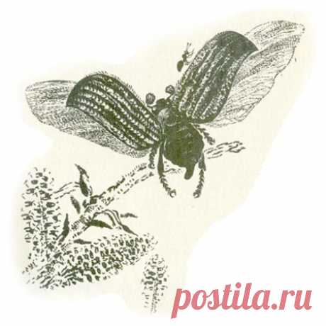 ПРИКЛЮЧЕНИЯ МУРАВЬИШКИ