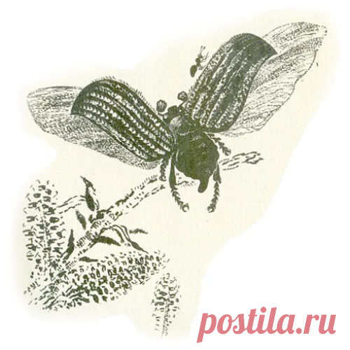 ПРИКЛЮЧЕНИЯ МУРАВЬИШКИ