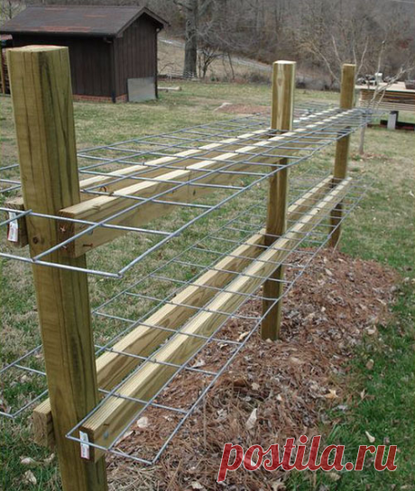 Почему шпалера необходима для выращивания ежевики