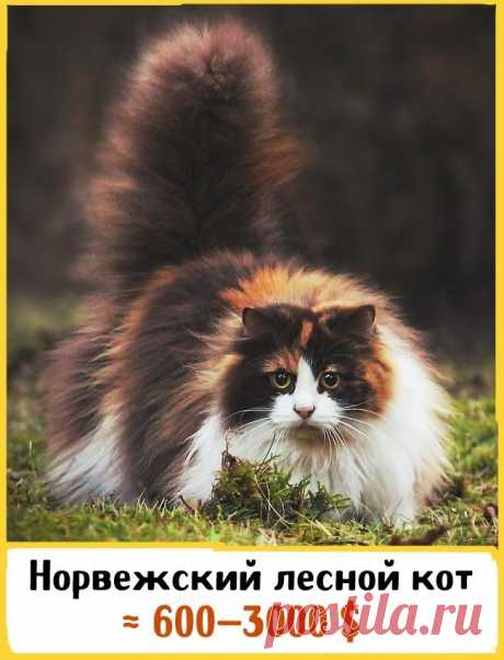 19 шикарных кошек, которые стоят целое состояние В мире более 250 пород кошек: лысых и пушистых, своенравных и дружелюбных, ласковых и свободолюбивых. Но есть то, что объединяет их всех: они невероятно красивые. Тот, кто хочет завести себе мяукающег...