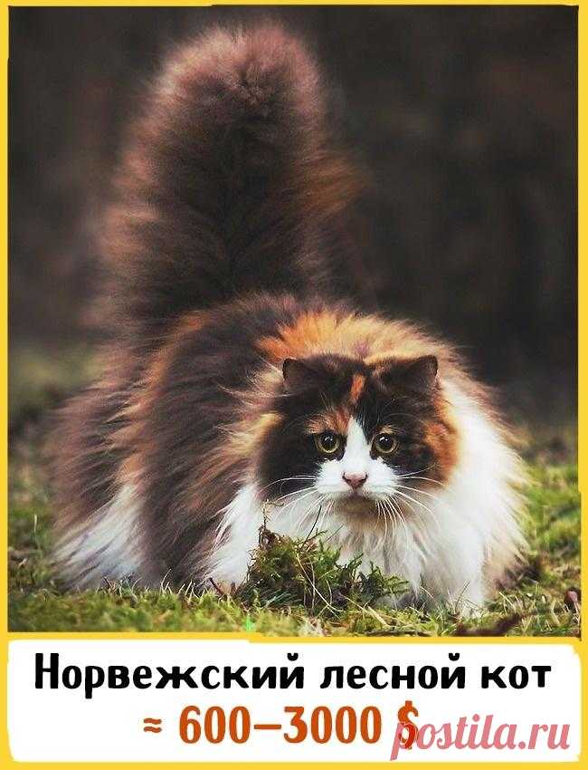 19 шикарных кошек, которые стоят целое состояние В мире более 250 пород кошек: лысых и пушистых, своенравных и дружелюбных, ласковых и свободолюбивых. Но есть то, что объединяет их всех: они невероятно красивые. Тот, кто хочет завести себе мяукающег...
