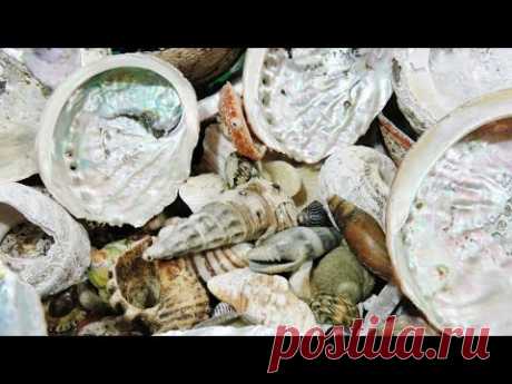 Seashells - How to Grind Cut and Polish | Liz Kreate