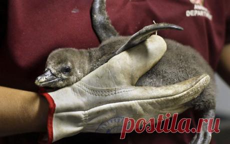 Как «рожают» и выхаживают своих детей пингвины: трогательные фото и удивительные факты - Статьи - Семья - Дети Mail.ru