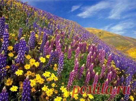 Полевые цветы