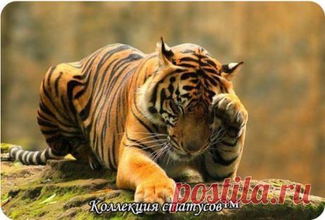 Молчание молчанию рознь: одни молчат от непонимания, другие – слишком хорошо все понимают, и потому молчат.