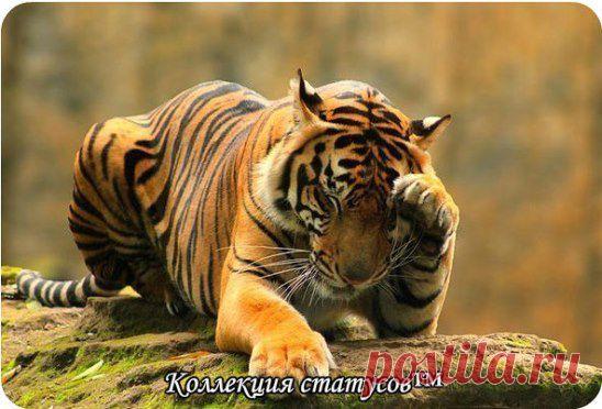 Молчание молчанию рознь: одни молчат от непонимания, другие – слишком хорошо все понимают, и потому молчат.