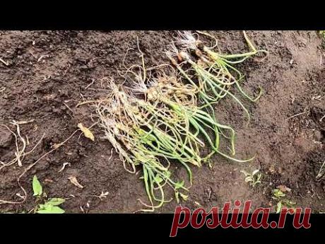 Убрал лук севок из чернушки, итоги урожайности.