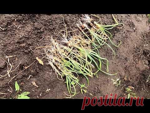 Убрал лук севок из чернушки, итоги урожайности.