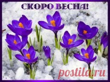 Уж тает снег, бегут ручьи,
В окно повеяло весною…
Засвищут скоро соловьи,
И лес оденется листвою!
Чиста небесная лазурь,
Теплей и ярче солнце стало,
Пора метелей злых и бурь
Опять надолго миновала…