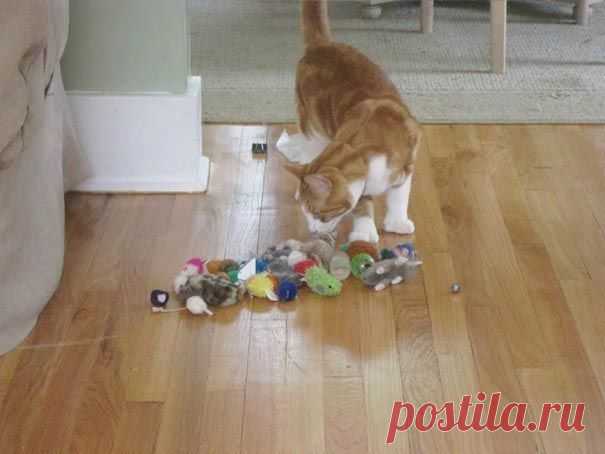 18 котов-воришек, вместе со своими сокровищами / Питомцы