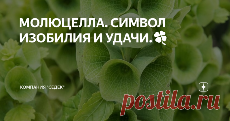 МОЛЮЦЕЛЛА. СИМВОЛ ИЗОБИЛИЯ И УДАЧИ.🍀 Молюцеллу поймут не все, но те, кто оценят это растение по достоинству, могут быть уверены в своём хорошем вкусе. Этому редкому и практически единственному в своём роде цветку удаётся сочетать в себе казалось бы несочетаемые скромность на первый взгляд и аристократичную статность при ближайшем рассмотрении.
