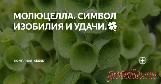 МОЛЮЦЕЛЛА. СИМВОЛ ИЗОБИЛИЯ И УДАЧИ.🍀 Молюцеллу поймут не все, но те, кто оценят это растение по достоинству, могут быть уверены в своём хорошем вкусе. Этому редкому и практически единственному в своём роде цветку удаётся сочетать в себе казалось бы несочетаемые скромность на первый взгляд и аристократичную статность при ближайшем рассмотрении.