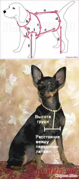 Как снимать мерки у собаки - Гардероб для наших любимых питомцев (собак, кошек) - Страна Мам