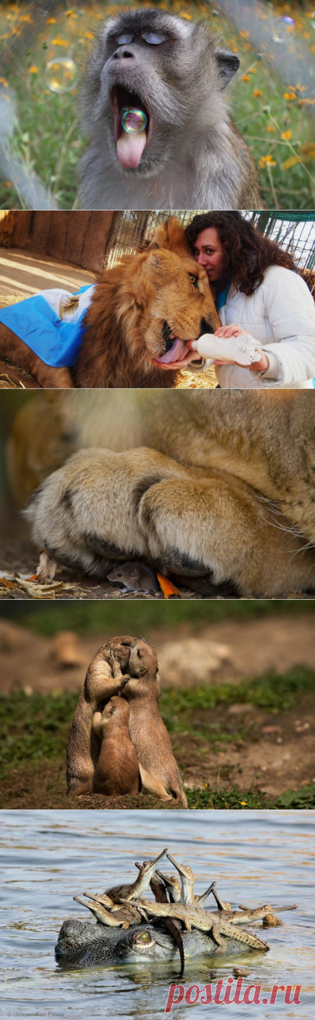 АМИТЕЛ о Больше чем просто фотография