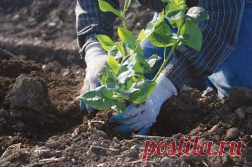 Секреты посадки и выращивания голубики садовой