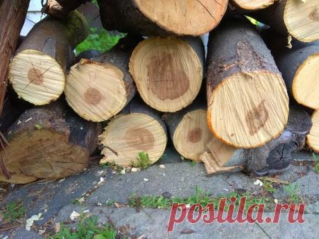 Гриб-трутовик в саду