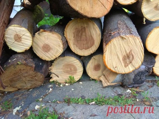 Гриб-трутовик в саду