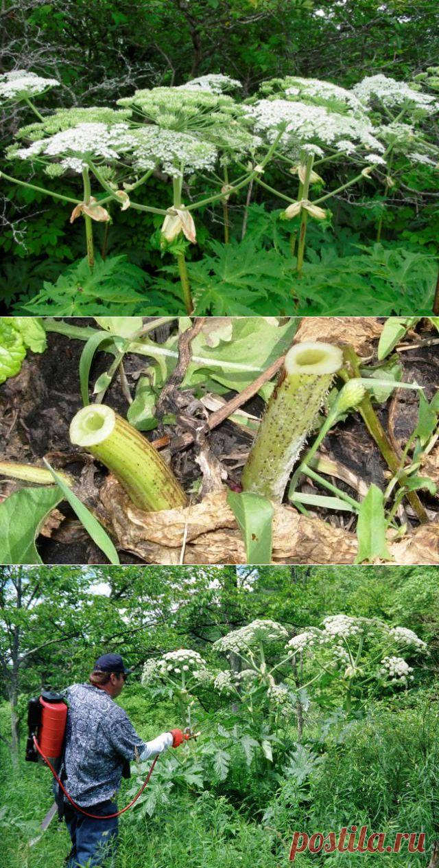 Как вывести борщевик? Эффективные способы борьбы с сорняком - Женский журнал LadySpecial.ru : специально для женщин