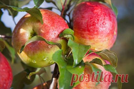 Чем болеют яблони? — Ⴚα∂ ℨα୮০τ০Ᏸҡα