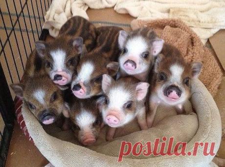 (99) Одноклассники