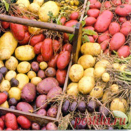 Деликатес в «мундире» | Друг пенсионера
Какой продукт чаще всего появляется на нашем столе? Конечно, картошка. Это один из любимых в нашей стране продуктов. Однако среди сторонников здорового питания в последние годы сложилось предубеждение против картошки.