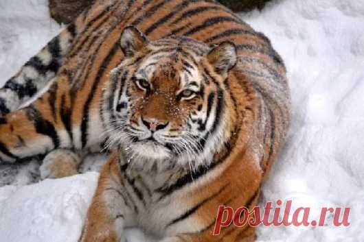 Animals - Google+