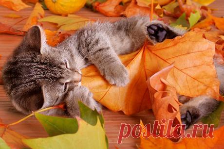 Фэн-шуй прогноз Натальи Правдиной на сентябрь 2016 года