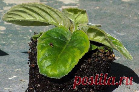 Изучаем болезни листьев глоксинии и способы лечения