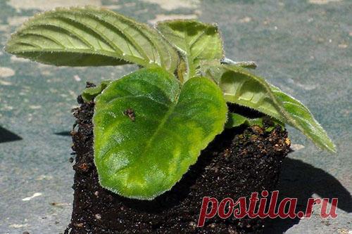 Изучаем болезни листьев глоксинии и способы лечения