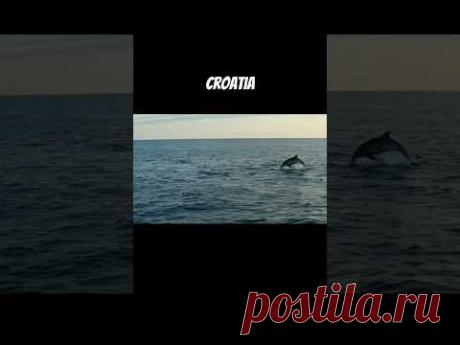 #хорватия #дельфины #море