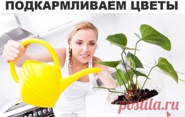 Подкармливаем цветы | Хитрости жизни