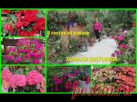 🦋🌹🌾Зашла в гости на канал "ЗАПИСКИ ЦВЕТОВОДА".Налюбовалась красотой и ушла с подарками.