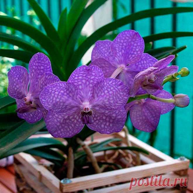 Комнатное растение Ванда (латинское Vanda). Род включает несколько десятков видов, произрастающих в тропиках Азии, Австралии и на Малайском архипелаге. Ванды обладают воздушными корнями и достаточно прихотливы. Для их содержания требуются высокая температура и влажность. Эти орхидеи обычно выращивают в оранжереях и зимних садах.