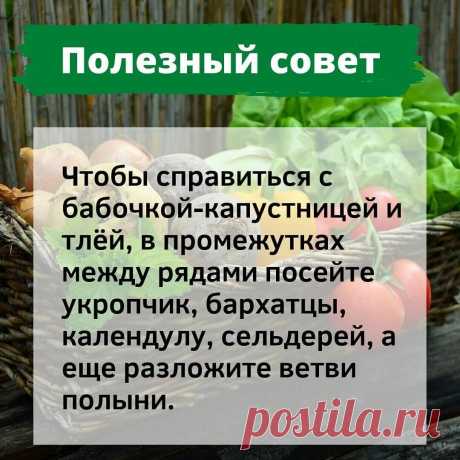 ПОЛЕЗНЫЕ СОВЕТЫ