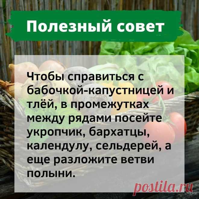 ПОЛЕЗНЫЕ СОВЕТЫ