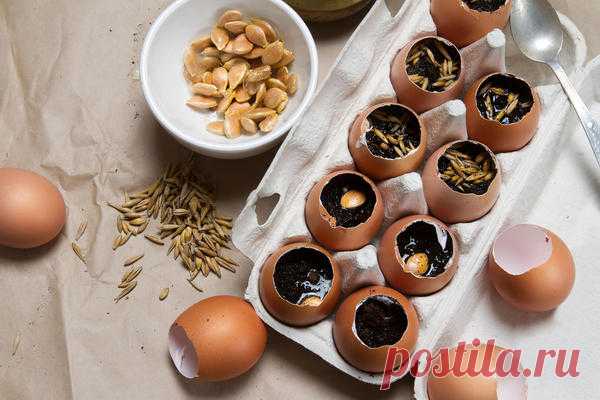 Яичная скорлупа на вес золота! Пять полезных способов применения