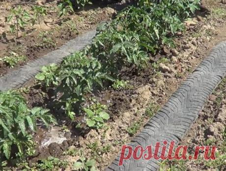 Как самостоятельно сделать дорожки из автомобильных шин Дорожки в огороде — просто незаменимая вещь! Особенно в дождливые дни.Они не только помогают избежать загрязнения обуви в процессе ухода за грядками, но еще и препятствуют росту сорняков, тем самым ум...