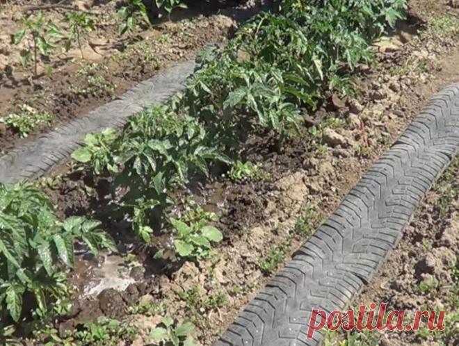 Как самостоятельно сделать дорожки из автомобильных шин Дорожки в огороде — просто незаменимая вещь! Особенно в дождливые дни.Они не только помогают избежать загрязнения обуви в процессе ухода за грядками, но еще и препятствуют росту сорняков, тем самым ум...