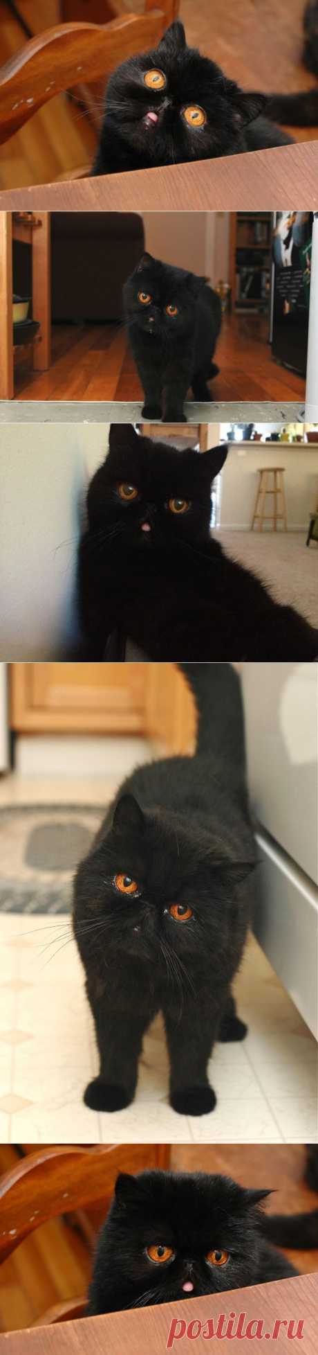 Лучшая кошка этого сезона &amp;#8211; Черника :  НОВОСТИ В ФОТОГРАФИЯХ